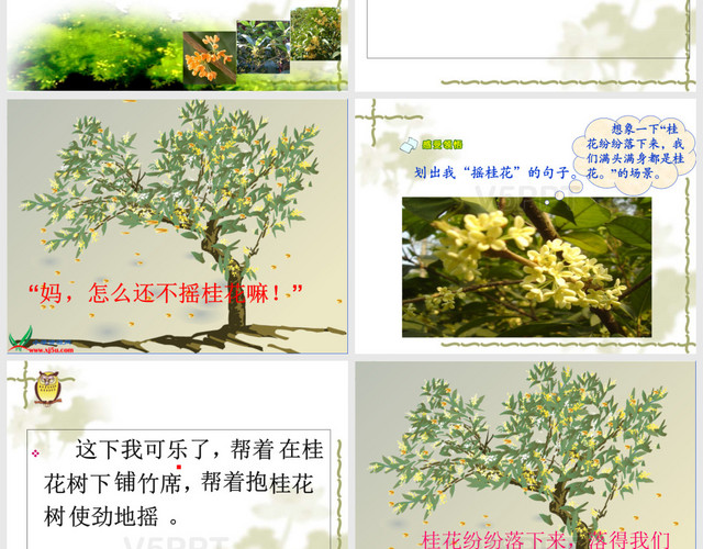 苏教版四年级语文上册《桂花雨》PPT