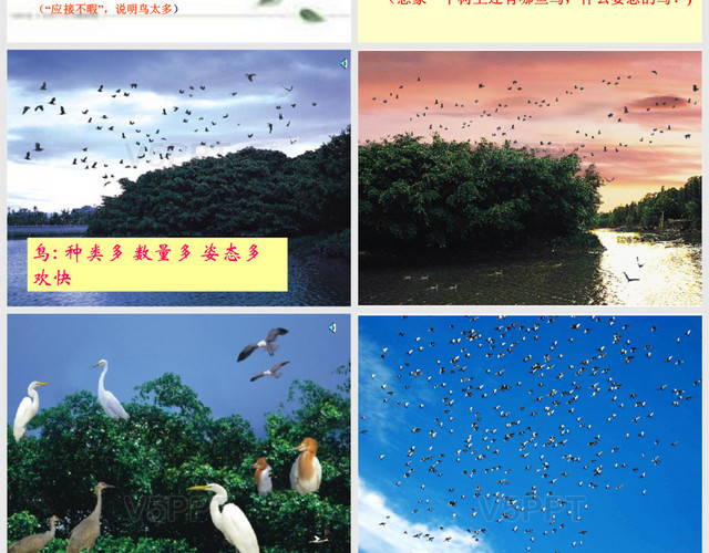 人教版四年级语文上册《鸟的天堂》PPT