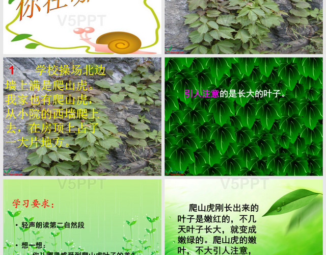 《爬山虎的腳》PPT