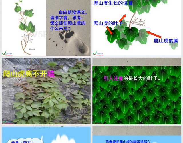 人教版四年級(jí)上冊(cè)語(yǔ)文第6課爬山虎的腳PPT