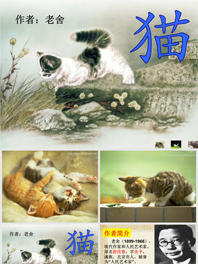 《猫》老舍(公开课课件) (1)