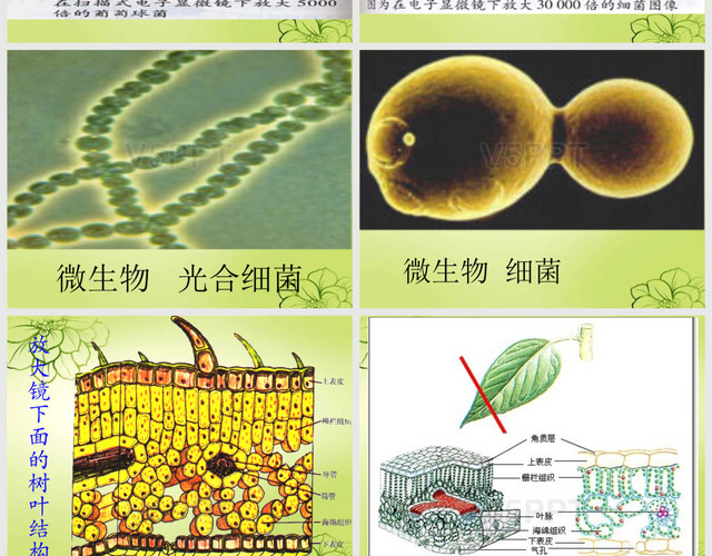 新課標(biāo)人教版語文三年級(jí)上冊(cè)《15、玩出了名堂》PPT