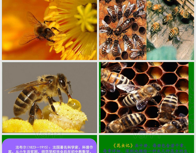 三年级上册14课《蜜蜂》课件