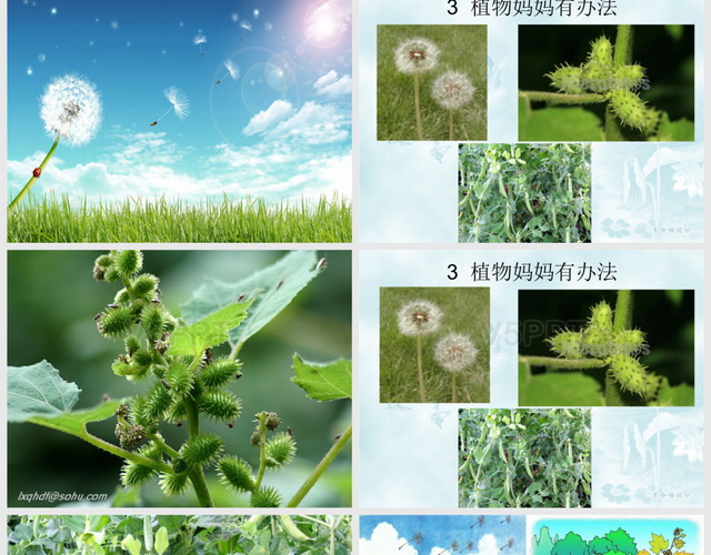 3--植物媽媽有辦法_20190818_192619PPT