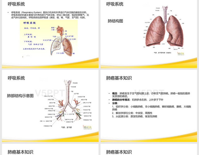 肺癌PPT模板