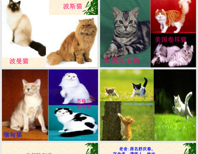 人教版四年级语文上册《猫》课件
