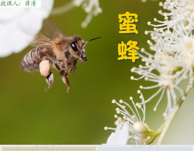 人教版三年级语文上册《蜜蜂》课件